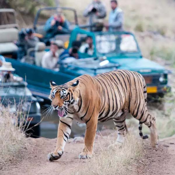 Weekend Trips in Ranthambore