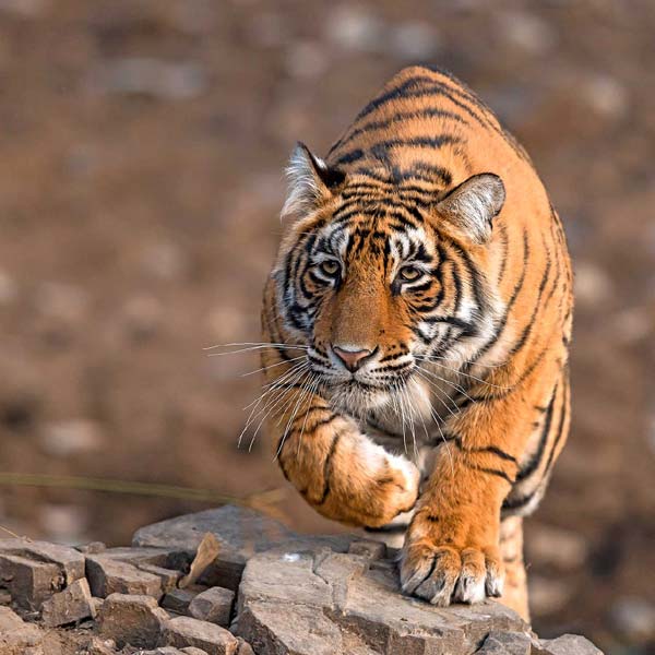 Half-day Safari in Ranthambore